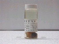 藏品(黑大口鮃)的圖片